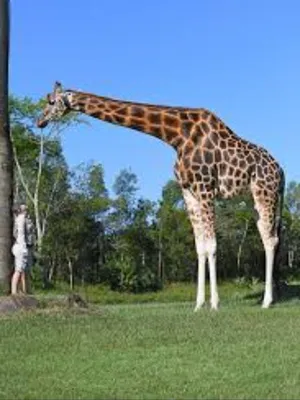 Жираф и человек фото