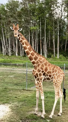 Обои Жираф, наземные животные, биология, наука, жирафовые на телефон  Android, 1080x1920 картинки и фото бесплатно
