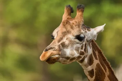 Жираф для Пензенского зоопарка находится на карантине в Армении — Новости —  Пенза Взгляд