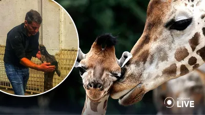 В Одесском биопарке родился жираф | Новини.live