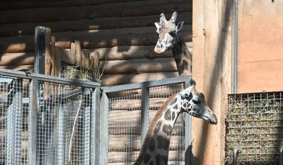 В Рижском зоопарке умер 15-летний жираф Кими / Статья