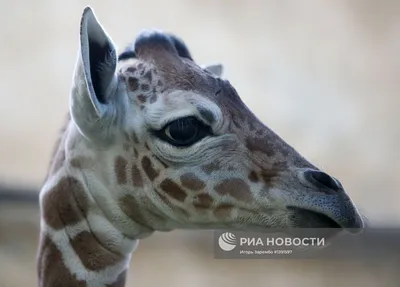 В Калининградском зоопарке родился жираф Reticulate Giraffe | РИА Новости  Медиабанк