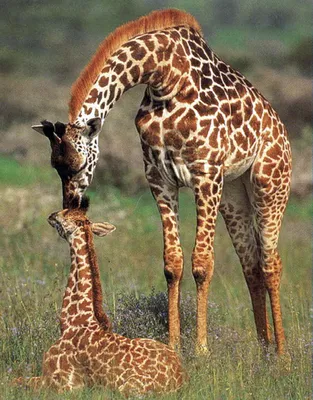 Жирафы — раскраски для детей скачать онлайн бесплатно
