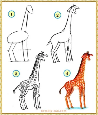 Эти удивительные жирафы: самые интересные факты для детей | Сафари парк  «Тайган» в Белогорске, Крым