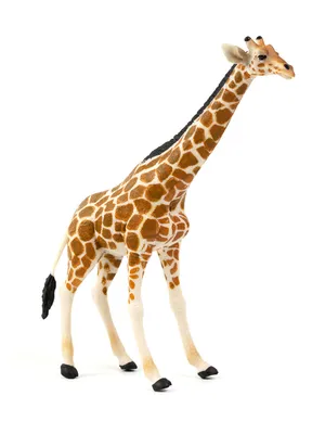 Жираф карандашом для детей - 51 фото