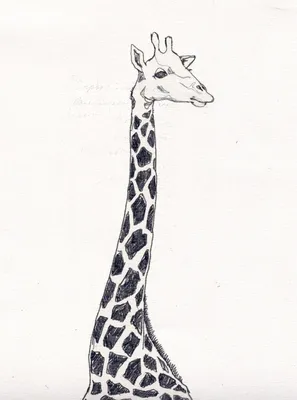 Стихи про жирафа для детей | Чурики