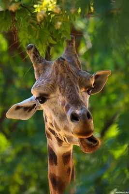 Жирафа на аву фото