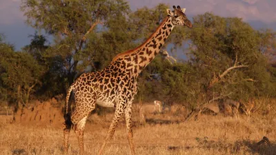 Биологи обнаружили у жирафа уникальный ген, защищающий от гипертонии - РИА  Новости, 18.03.2021