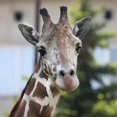 В Алматинском зоопарке выбрали имя жирафу - 26.09.2022, Sputnik Казахстан