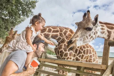 Маленькая девочка кормит жирафа на плече отца в зоопарке изображение_Фото  номер 501460353_JPG Формат изображения_ru.lovepik.com