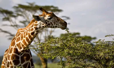 Любимая еда жирафа | Пикабу