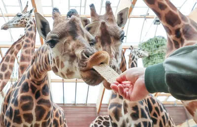 Потомство жирафа в зоопарке Лейпцига названо Ниарой