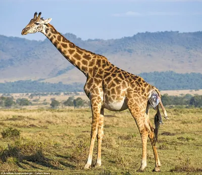 Подробные фотографии рождения маленького жирафа в дикой природе