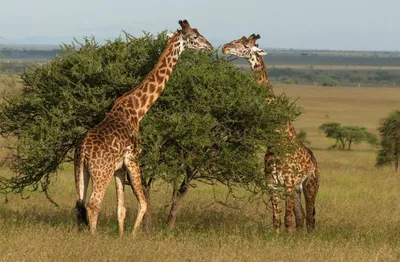 Ученые разгадывают тайну эволюции шеи жирафа