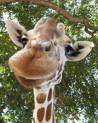 Ржачные картинки про жирафа (47 фото) » Юмор, позитив и много смешных  картинок