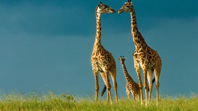 Почему у жирафа длинная шея? Описание, фото и видео - «Как и Почему»