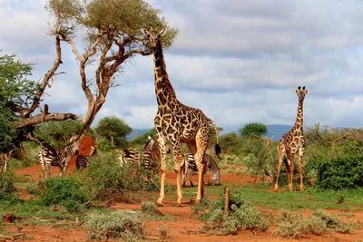 картинки : жирафа, Жирафы, Земное животное, Дикая природа, естественный  запас, Растительность, Саванна, дерево, Природный ландшафт, окружающая  среда, сафари, приспособление, Сообщество растений, пустыня, Национальный  парк, Пастбище, Кустарниковая ...