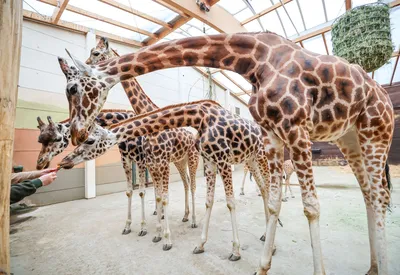 Зоопарк Опель получает быков сетчатого жирафа для разведения