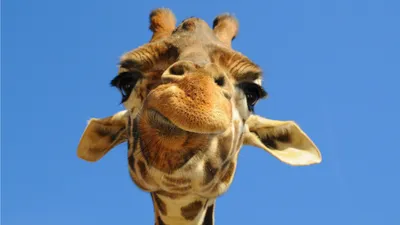 обои : Животные, юмор, глава, жирафа, Фауна, Млекопитающее, Позвоночный,  Жирафы, Верблюд, как млекопитающее, Арабский верблюд 1920x1080 - ludendorf  - 17539 - красивые картинки - WallHere