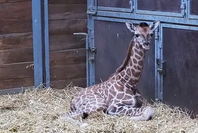Лейпцигский зоопарк ищет имя для детеныша жирафа