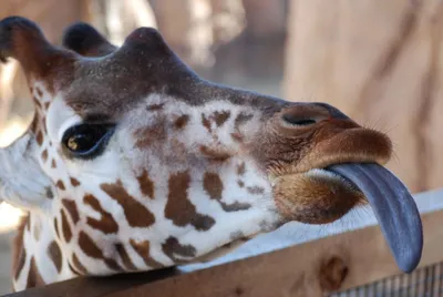 Язык жирафа цвет - 72 фото