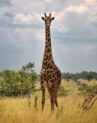 Кожа жирафа очень прочная | Пикабу