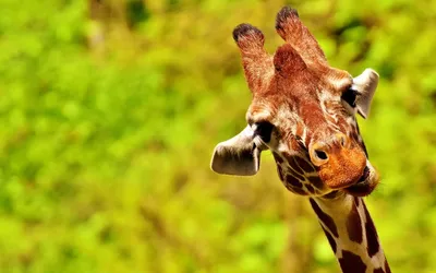 Жирафи: рискован план за спасяването им | National Geographic България