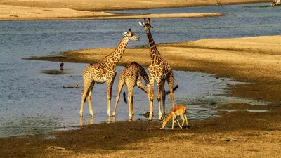 Like School - А ви знали...?🧐 🦒Жирафи – єдині тварини, які не вміють  позіхати. 🦒 Довжина язика жирафа складає близько 50 сантиметрів. 🦒 Жирафи  люблять сиру цибулю. 🦒 Язик жирафа чорного кольору.