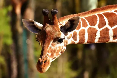 Mysafariguru.com - Reticulated giraffes in Meru National Park, Kenya.  Мрежести жирафи в национален парк Меру, Кения. | Facebook