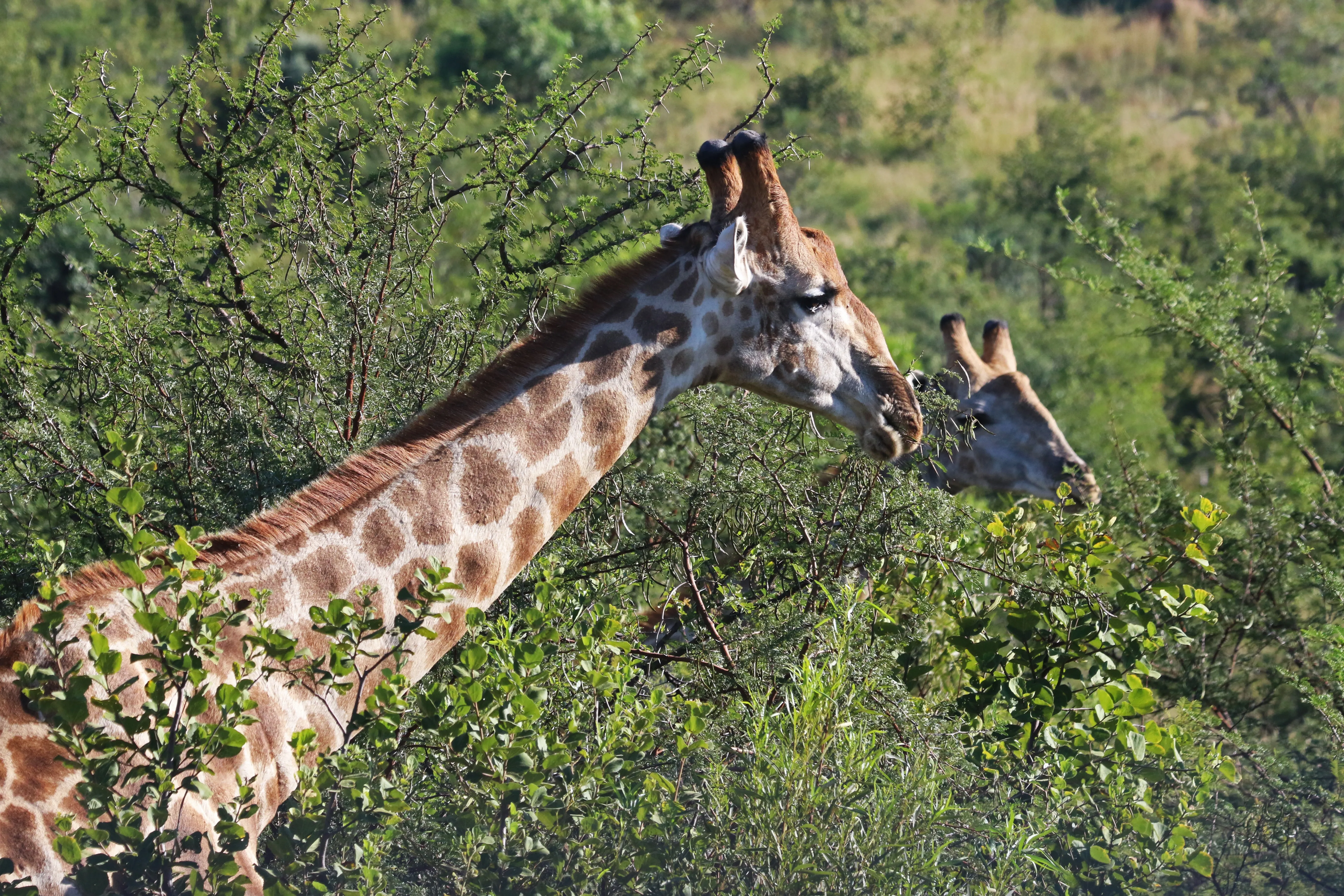 Животные с пятнами. Семейство жирафовые. Жираф это млекопитающее. Жирафы в природе. Фото жирафа.