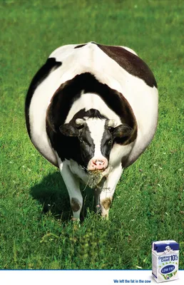 Жирная корова фото