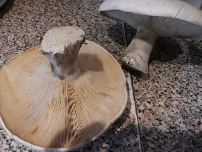 Ложносвинуха рядовковидная (Жировик) (3 фото) гриб опознан