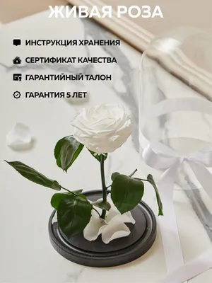 Стабилизированные цветы в стекле Вечная Роза Роза, 35 см, 2500 гр купить по  выгодной цене в интернет-магазине OZON (1134414699)