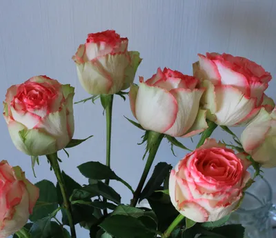 Стабилизированные цветы в стекле Вечная Роза Роза, 32 см, 1500 гр, 1 шт  купить по выгодной цене в интернет-магазине OZON (1127126363)