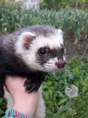 Хорёк, ferret | Животные, Домашнее животное, Хорек