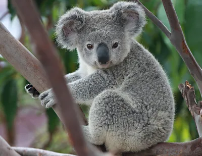 Животное коала фото