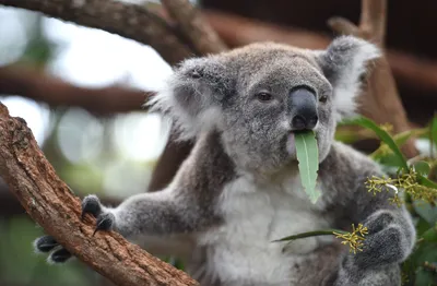 Коала Милое Животное — стоковые фотографии и другие картинки Arboreal  Animal - Arboreal Animal, Буш, Ветвь - часть растения - iStock