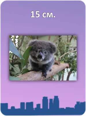 Feed koalas in their natural habitat! | Самые милые животные, Детеныши  животных, Коала