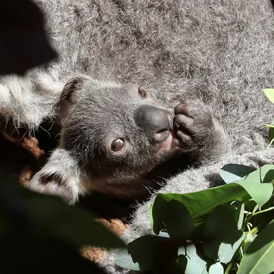 Милая коала. Cute koala. PNG. | Детеныши животных, Самые милые животные,  Милые каракули