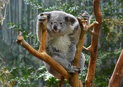 Наклейка-стикер животное коала на деревья природа листья растения 15 см  купить по выгодной цене в интернет-магазине OZON (652562432)