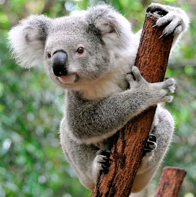 Скачать 1920x1080 коала, животное, кора, дерево обои, картинки full hd,  hdtv, fhd, 1080p