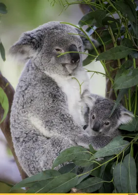 Австралийская коала сумчатое животное Стоковое Фото - изображение  насчитывающей серо, погремушк: 37114496