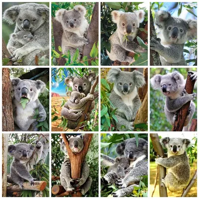 коала мультфильм животных зоопарк для рисования детей PNG , коала, животное,  мультфильм PNG картинки и пнг рисунок для бесплатной загрузки