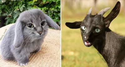 Фотохудожница показала, как выглядели бы животные, если бы они были похожи  на кошек