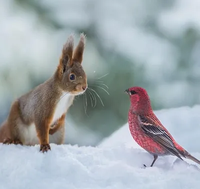 Животные зимой - фото и картинки: 62 штук