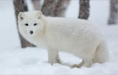 Обои зима, животные, Winter, animals, nature, писец, artic fox картинки на  рабочий стол, раздел животные - скачать