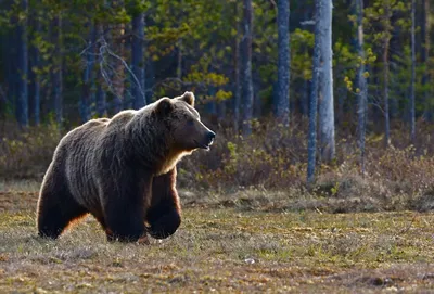 Медведь бурый | zoo-ekzo.ru - Экзотические животные