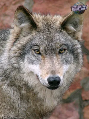 Волки способны различать 200 млн. запахов | Пикабу