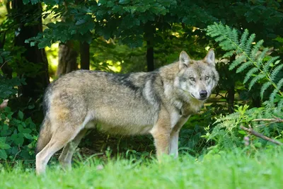 Волки возвращаются в Люксембург — Luxtoday.lu