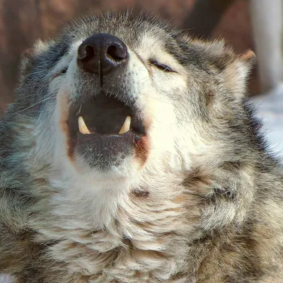 Сахалинские охотоведы выехали в район, где волки напали на стадо домашних  оленей - Новости Сахалинской области - astv.ru